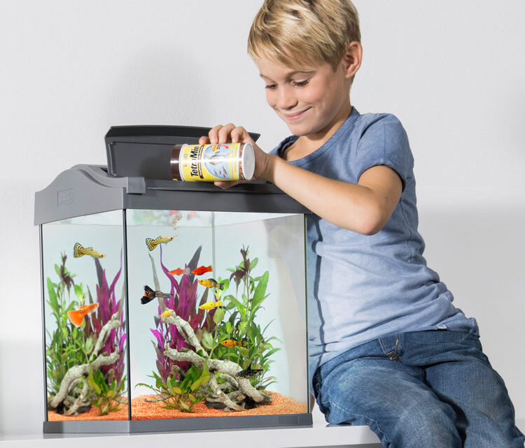 Выбор аквариума для детской комнаты